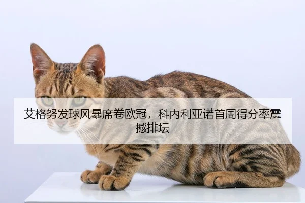 艾格努发球风暴席卷欧冠，科内利亚诺首周得分率震撼排坛